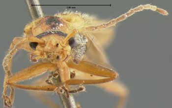 Media type: image;   Entomology 3370 Aspect: head frontal view